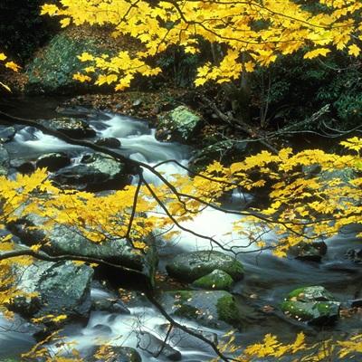 开元集团游戏网站